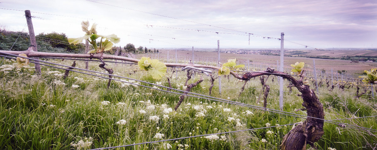 Weingut